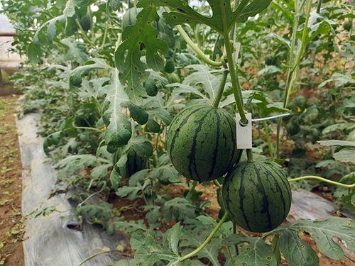 五一吃瓜群众视频在线观看,揭秘热门事件幕后真相