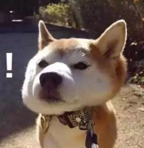 傻狗的日常娱乐吃瓜君