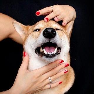 傻狗的日常娱乐吃瓜君